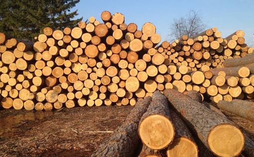 Незаконная вырубка лесов обошлась Украине в 200 млн грн