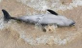 В военном марте 2024 года в Черном море погибли десятки дельфинов. Фото | Фото 3