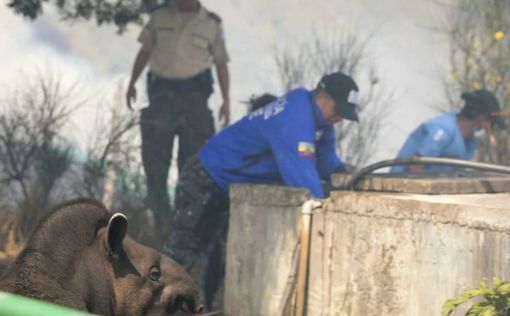 В Эквадоре спасают животных из горящего зоопарка