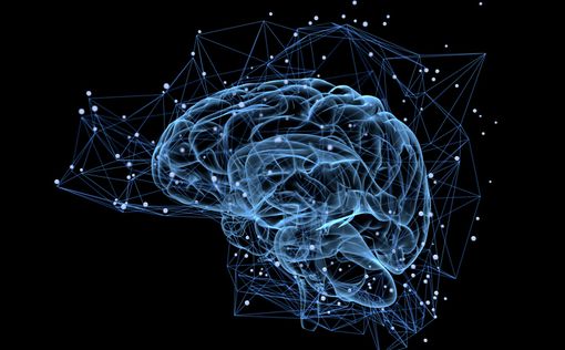 Ученые: мозг человека развивается до 30 лет
