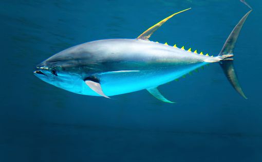 Японцы продали голубого тунца почти за $2 млн