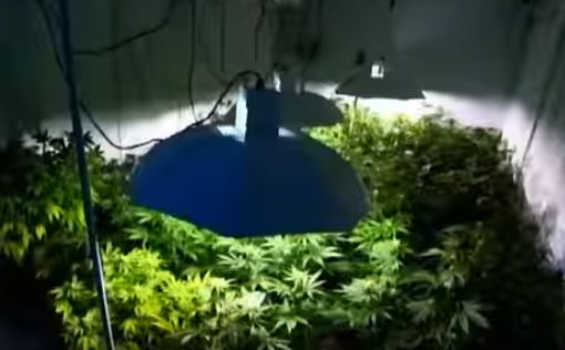 В Грузии легализовано употребление марихуаны