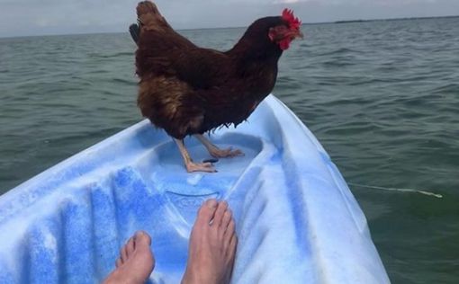 Курица стала звездой в Instagram