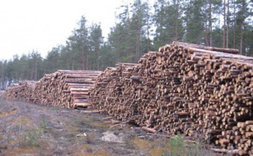 Лесной коллапс: чиновники вовсю торгуют древесиной