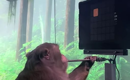 Чипированную обезьяну научили играть в видеоигры