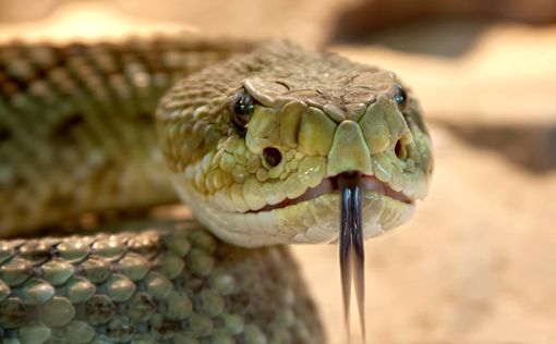 Находка века: "библейский" змей существовал