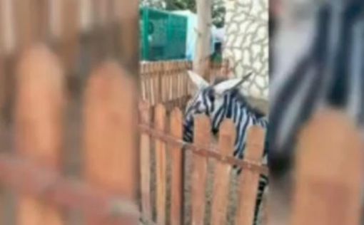Зоопарк в Каире обманывал посетителей