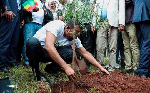 Рекорд: Эфиопия за 12 часов посадила 350 млн деревьев