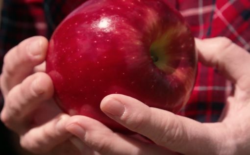В США вывели сорт яблок, которые не портятся целый год