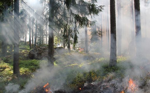 РФ уничтожила десятки тысяч гектаров лесов Украины на 14 млрд, – расследование | Фото: pixabay.com