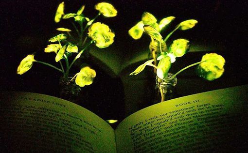 Ученые создали светящиеся растения