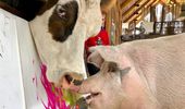 Картины свиньи-художницы Пигкассо продали за $1 млн. Фото, видео | Фото 19
