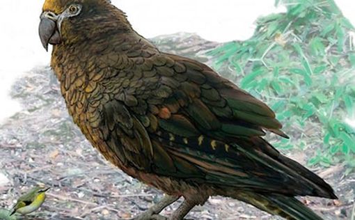 В Новой Зеландии водились попугаи ростом в 1 метр
