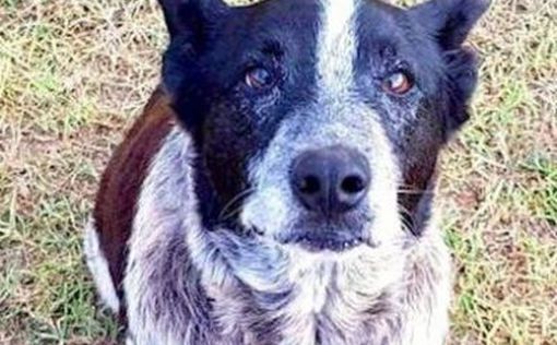 Глухой пес спас трехлетнюю девочку в Австралии
