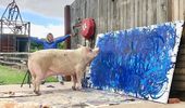Картины свиньи-художницы Пигкассо продали за $1 млн. Фото, видео | Фото 17