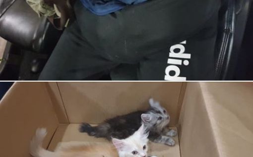 Котята в штанах - необычная контрабанда из Сингапура