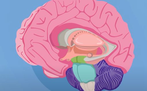 В мозге обнаружены связанные с секс-ориентацией различия