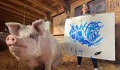Картины свиньи-художницы Пигкассо продали за $1 млн. Фото, видео | Фото 22