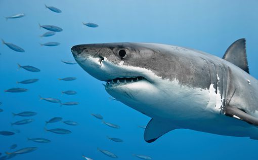 В Хургаде белая акула напала на человека