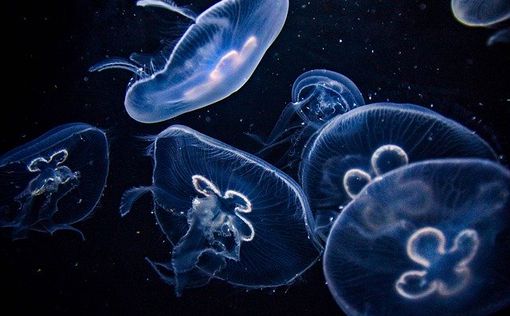 Азовское море вновь превратилось в "кисель" из медуз