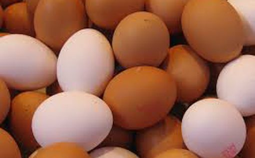 Названо безопасное количество яиц в день для здоровья