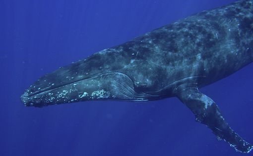 Ученые узнали, зачем киты выпрыгивают из воды