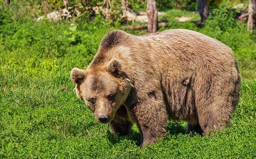 В Польше пьяный мужчина полез в вольер к медведю