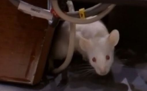 Крысы приостановили работу колумбийского парламента
