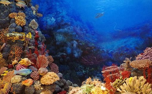 Австралийские ученые обнаружили обесцвечивание кораллов