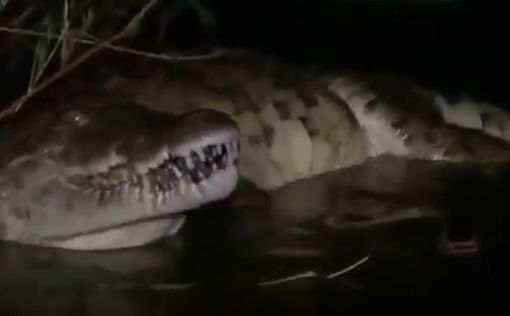 Австралия: дроны выискивают крокодилов, угрожающих людям