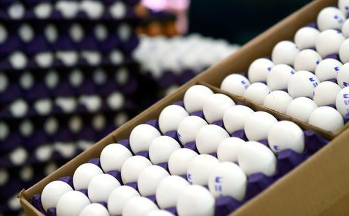 Украина резко нарастила экспорт яиц
