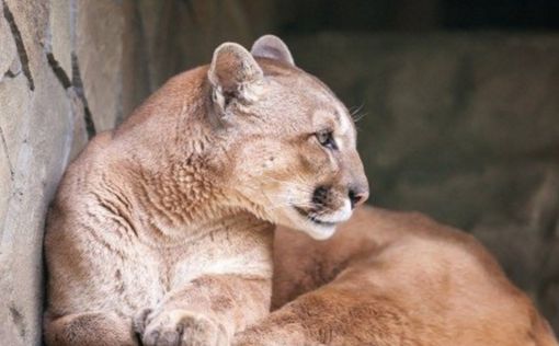 Украина: посетители зоопарка отравили барса и пуму