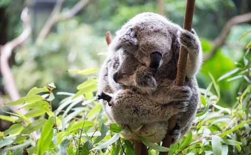 Ученые предсказывают вымирание коал