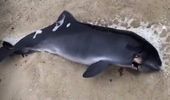 В военном марте 2024 года в Черном море погибли десятки дельфинов. Фото | Фото 4