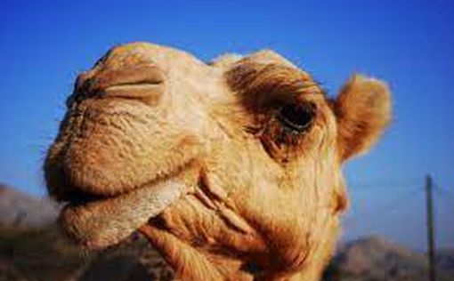 В Дубае в желудке верблюда нашли 2000 пакетов