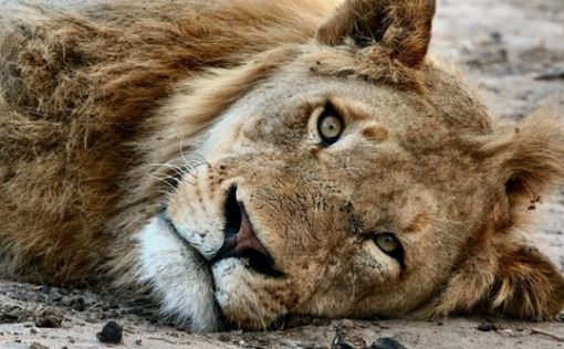 Германия: Сотрудника зоопарка вытащили из лап львов