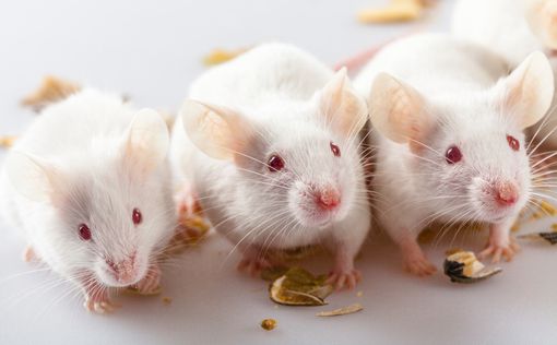 Ученые научились замедлять старение мышей