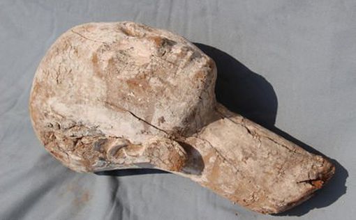 В Египте нашли 4000-летнюю голову