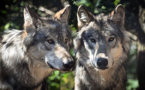 Чернобыльские волки-мутанты держат в страхе всю Европу
