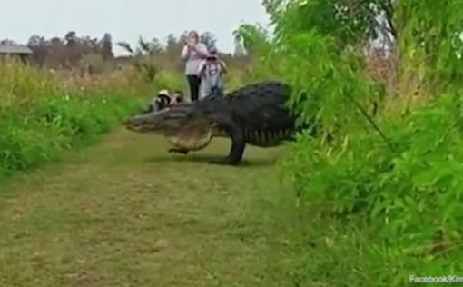Гигантский аллигатор гуляет по Флориде