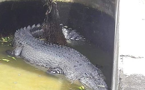 В Индонезии огромный крокодил заживо съел женщину-биолога