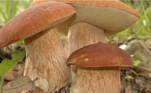 Ученые: Белые грибы замедляют старение