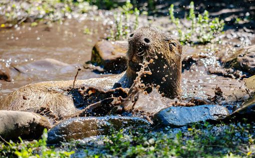Капибары приглашают в грязевые ванны на свою летнюю фазенду. Фото