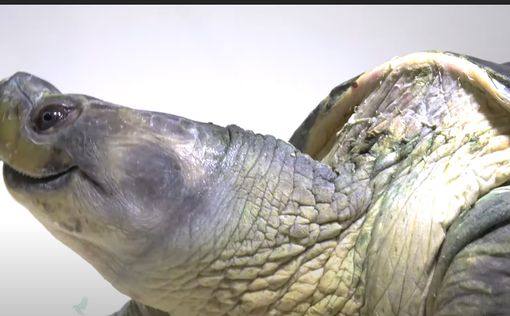 Редкие "улыбающиеся" черепахи спасены от вымирания