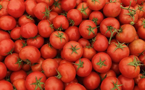 Украина существенно сократила экспорт помидоров