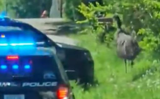 США: Полиция гналась за сбежавшим страусом 30 км