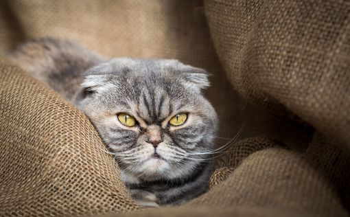 Ветеринары призывают не разводить вислоухих кошек
