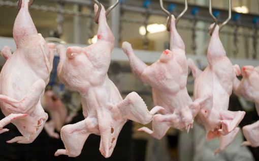 ЕС оставил в силе эмбарго на поставки украинской курятины