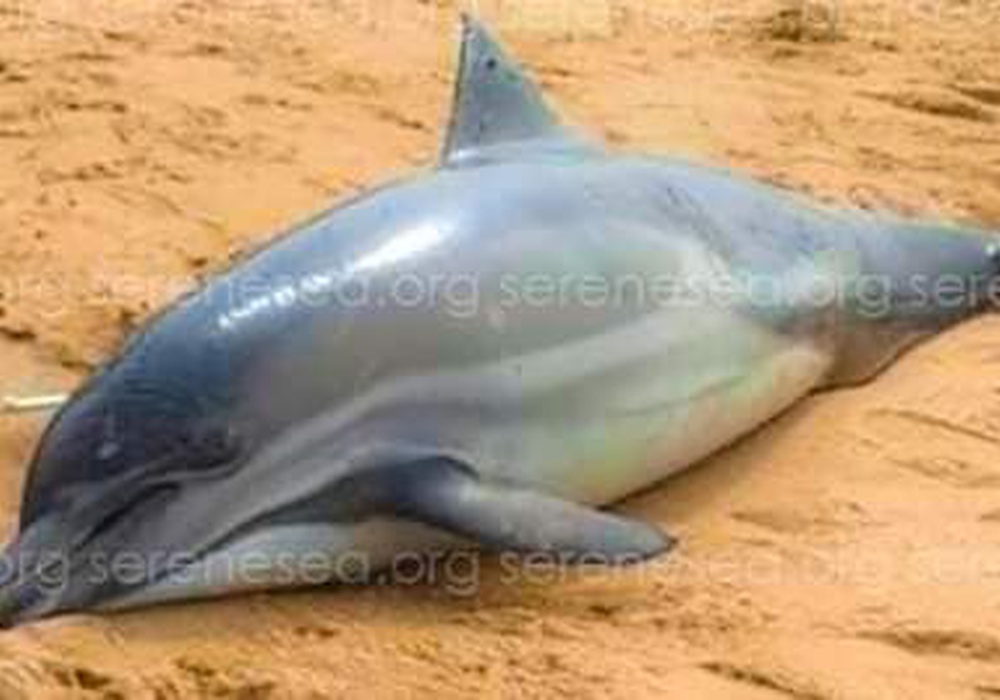 В военном марте 2024 года в Черном море погибли десятки дельфинов. Фото