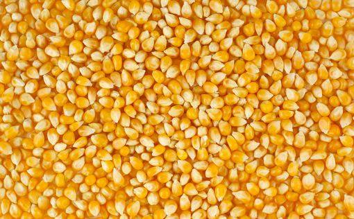 Украина скупает кукурузу